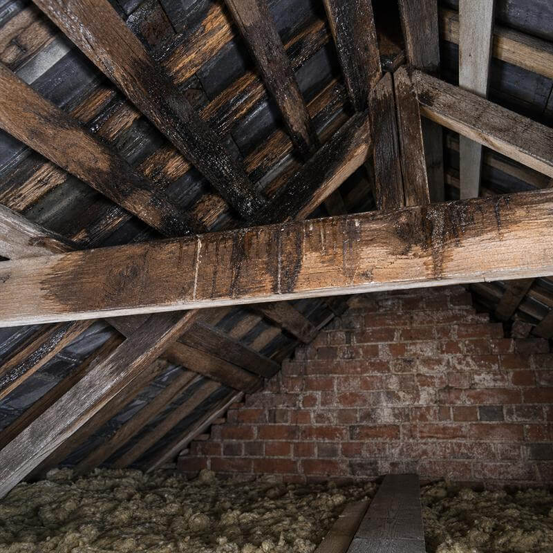 Survey Says Roof Timbers Are Damp guide image